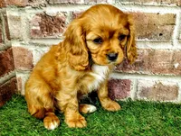Abigail , a female Cavalier King Charles Spaniel for sale in Clark, MO – Photo 8 of 10