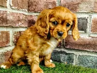 Abigail , a female Cavalier King Charles Spaniel for sale in Clark, MO – Photo 7 of 10
