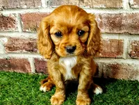 Abigail , a female Cavalier King Charles Spaniel for sale in Clark, MO – Photo 4 of 10