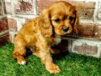Abigail , a female Cavalier King Charles Spaniel for sale in Clark, MO – Photo 5 of 10