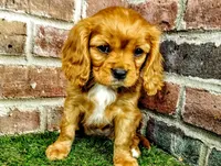 Abigail , a female Cavalier King Charles Spaniel for sale in Clark, MO – Photo 9 of 10