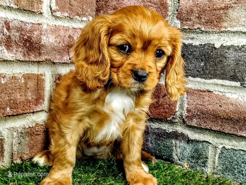 Abigail  – Cavalier King Charles Spaniel puppy for sale in Clark, MO
