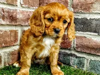Abigail , a female Cavalier King Charles Spaniel for sale in Clark, MO – Photo 1 of 10