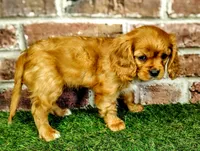 Abigail , a female Cavalier King Charles Spaniel for sale in Clark, MO – Photo 2 of 10