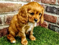 Abigail , a female Cavalier King Charles Spaniel for sale in Clark, MO – Photo 6 of 10