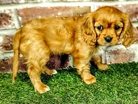 Abigail , a female Cavalier King Charles Spaniel for sale in Clark, MO – Photo 3 of 10
