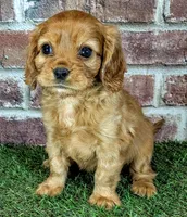 Cash AKC registration , a male Cavalier King Charles Spaniel for sale in Clark, MO – 8 of 10