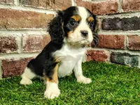 Willie AKC , a male Cavalier King Charles Spaniel for sale in Clark, MO – 10 of 10