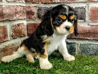 Tucker AKC , a male Cavalier King Charles Spaniel for sale in Clark, MO – 2 of 10
