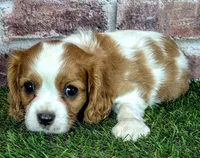 Jake, a male Cavalier King Charles Spaniel for sale in Clark, MO – 3 of 10