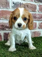 Rocky , a male Cavalier King Charles Spaniel for sale in Clark, MO – 10 of 10