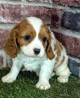 Ruger AKC registration , a male Cavalier King Charles Spaniel for sale in Clark, MO – 9 of 10