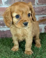 Cash AKC registration , a male Cavalier King Charles Spaniel for sale in Clark, MO – 5 of 10