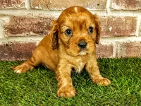 Rocco , a male Cavalier King Charles Spaniel for sale in Clark, MO – 10 of 10