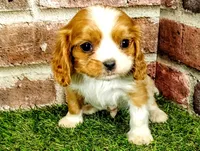 Rocky AKC , a male Cavalier King Charles Spaniel for sale in Clark, MO – 1 of 10