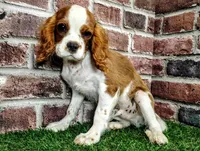 Johnny AKC , a male Cavalier King Charles Spaniel for sale in Clark, MO – 7 of 10