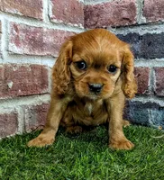 Rose, a female Cavalier King Charles Spaniel for sale in Clark, MO – 5 of 10
