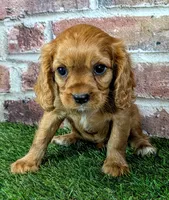 Anna, a female Cavalier King Charles Spaniel for sale in Clark, MO – 4 of 9