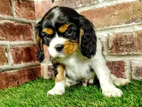 Tucker AKC , a male Cavalier King Charles Spaniel for sale in Clark, MO – 7 of 10