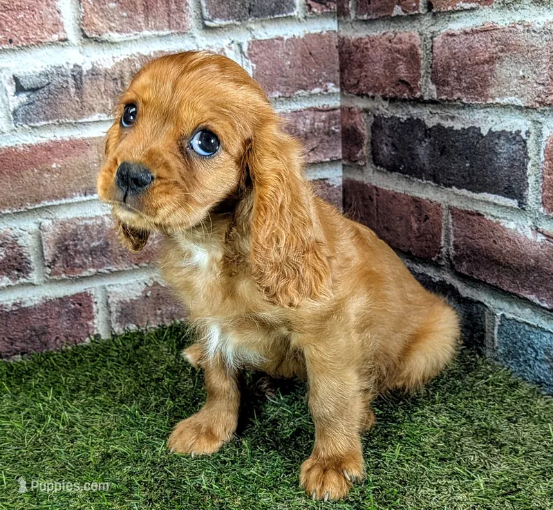 Rocco – Cavalier King Charles Spaniel puppy for sale in Clark, MO