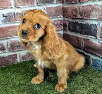 Rocco, a male Cavalier King Charles Spaniel for sale in Clark, MO – 1 of 10