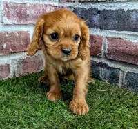 Rose, a female Cavalier King Charles Spaniel for sale in Clark, MO – 4 of 10