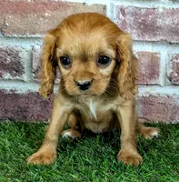 Cherry , a female Cavalier King Charles Spaniel for sale in Clark, MO – 8 of 10