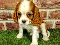 Johnny , a male Cavalier King Charles Spaniel for sale in Clark, MO – Photo 2 of 8