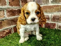 Johnny , a male Cavalier King Charles Spaniel for sale in Clark, MO – Photo 3 of 8