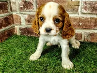 Johnny , a male Cavalier King Charles Spaniel for sale in Clark, MO – Photo 8 of 8
