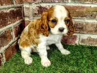 Johnny , a male Cavalier King Charles Spaniel for sale in Clark, MO – Photo 4 of 8