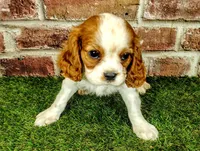 Johnny , a male Cavalier King Charles Spaniel for sale in Clark, MO – Photo 7 of 8