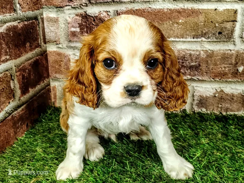 Johnny  – Cavalier King Charles Spaniel puppy for sale in Clark, MO