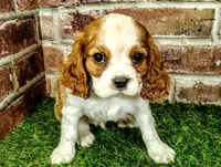 Johnny , a male Cavalier King Charles Spaniel for sale in Clark, MO – Photo 1 of 8