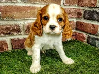 Johnny , a male Cavalier King Charles Spaniel for sale in Clark, MO – Photo 6 of 8