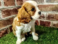 Johnny , a male Cavalier King Charles Spaniel for sale in Clark, MO – Photo 5 of 8