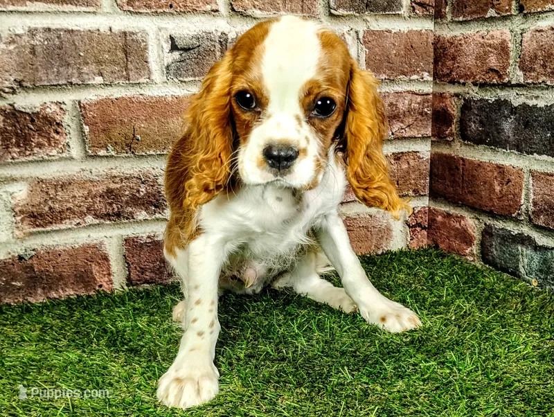 Johnny AKC  – Cavalier King Charles Spaniel puppy for sale in Clark, MO