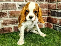 Johnny AKC , a male Cavalier King Charles Spaniel for sale in Clark, MO – 1 of 10