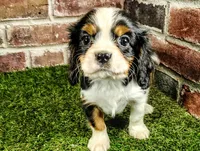 Willie AKC , a male Cavalier King Charles Spaniel for sale in Clark, MO – 9 of 10