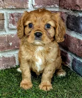 Rusty AKC registration , a male Cavalier King Charles Spaniel for sale in Clark, MO – 3 of 10