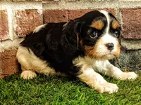 Toby, a male Cavalier King Charles Spaniel for sale in Clark, MO – 8 of 10