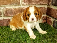 Milo, a male Cavalier King Charles Spaniel for sale in Clark, MO – 5 of 7