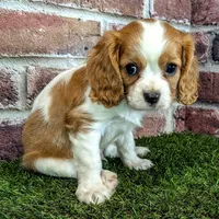 Jake, a male Cavalier King Charles Spaniel for sale in Clark, MO – 2 of 10