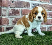 Penny , a female Cavalier King Charles Spaniel for sale in Clark, MO – 9 of 10