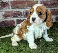 Ruger AKC registration , a male Cavalier King Charles Spaniel for sale in Clark, MO – 10 of 10