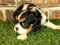 Molly, a female Cavalier King Charles Spaniel for sale in Clark, MO – 9 of 10