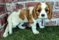 Penny , a female Cavalier King Charles Spaniel for sale in Clark, MO – 8 of 10