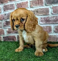 Leah, a female Cavalier King Charles Spaniel for sale in Clark, MO – 8 of 10