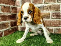 Johnny AKC , a male Cavalier King Charles Spaniel for sale in Clark, MO – 10 of 10