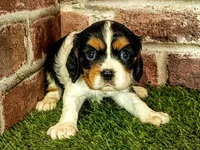 Molly, a female Cavalier King Charles Spaniel for sale in Clark, MO – 4 of 10